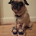Pug And Pug Shoes