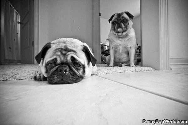 Pug And Sad Pug