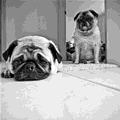funny dog 1