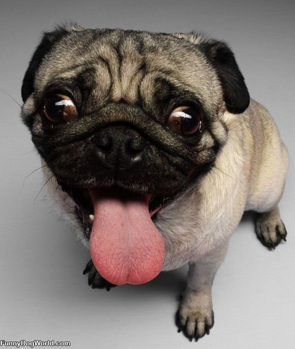 Pug Dog