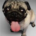 funny dog 5
