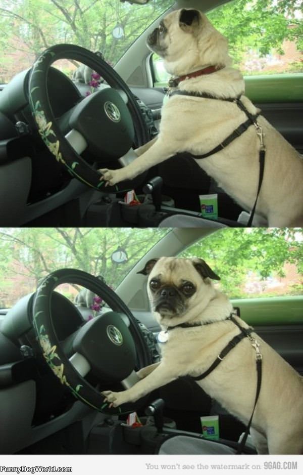 Pug Driver