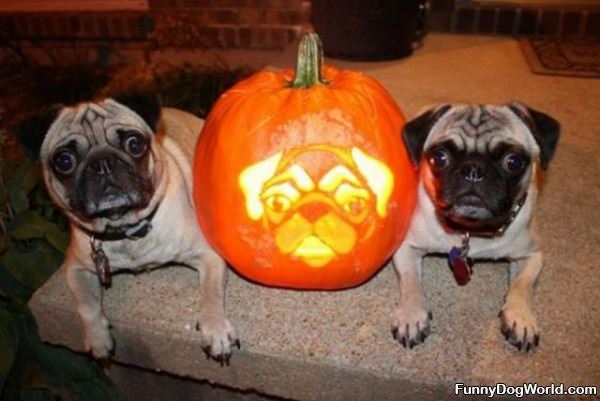 Pug Halloween