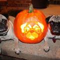 funny dog 3