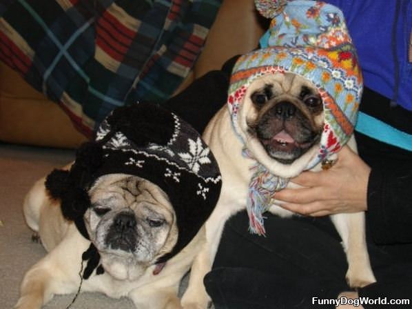 Pug Hats