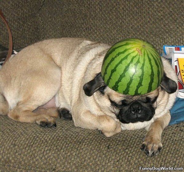 Pug Helmet