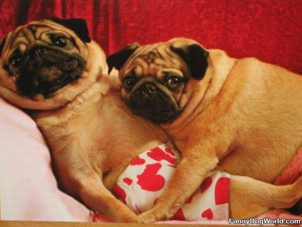 Pug Hug