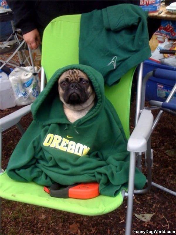 Pug In A Sweatshirt