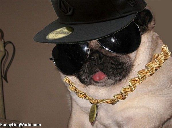 Pug Life