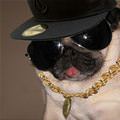 Pug Life