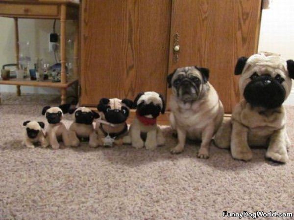 Pug Lineup