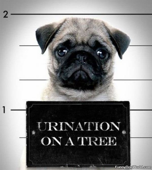 Pug Mug Shot