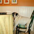 funny dog 1