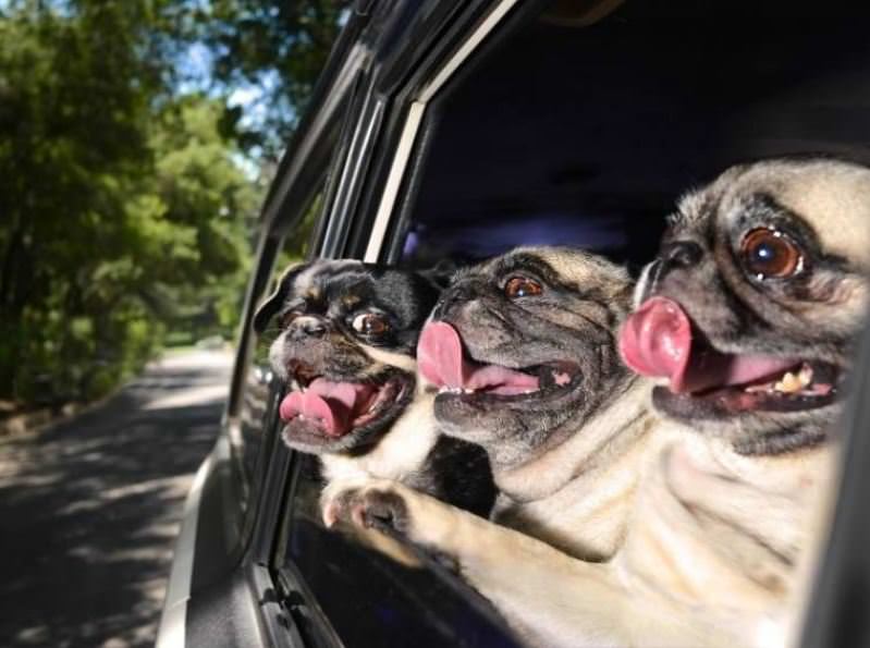 Pug Ride