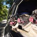 Pug Ride