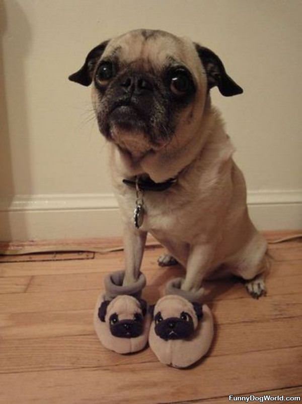 Pug Slippers