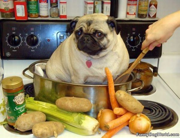 Pug Soup