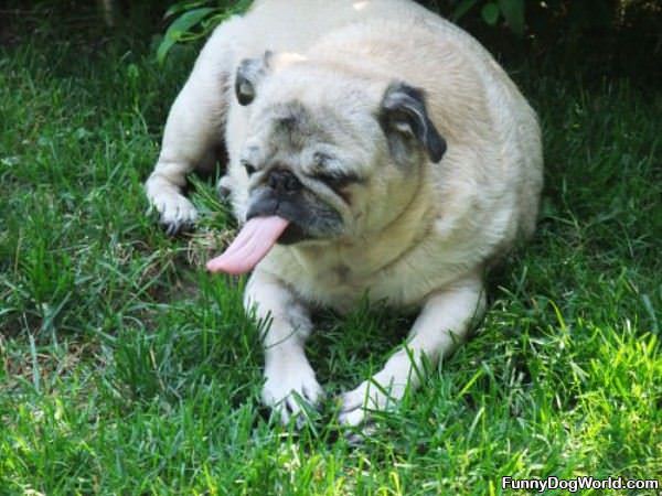 Pug Tongue