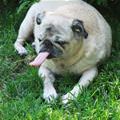 Pug Tongue