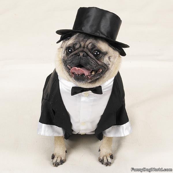 Pug Tux