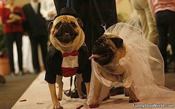 Pug Wedding