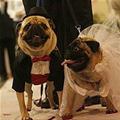 funny dog 1