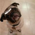 Pug