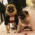 Pugs At The Wedding