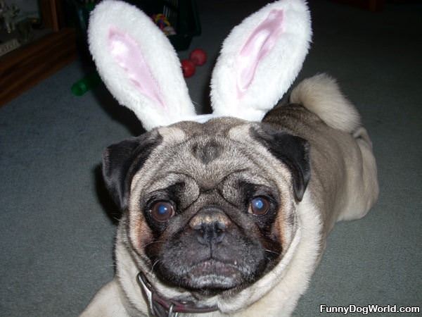 Pugs Bunny