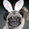 funny dog 1