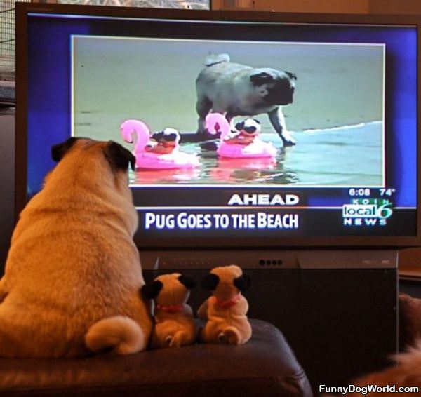 Pugs Go To The Beach