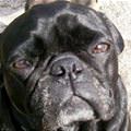 funny dog 4