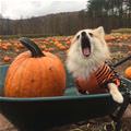 Pumpkin Awesome