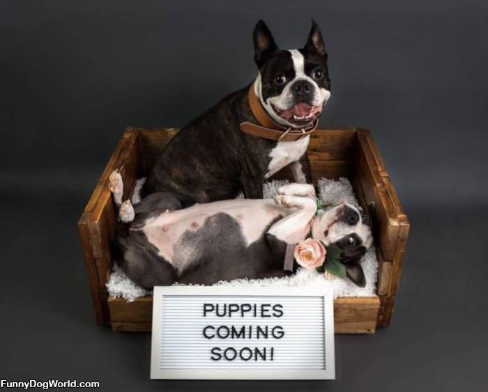 Puppies Coming Soon