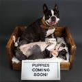 funny dog 3