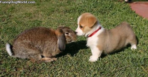 Puppy And Bunny Kiss