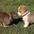 Puppy And Bunny Kiss