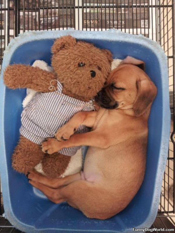 Puppy And Teddy Bear