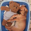 funny dog 3