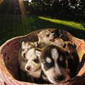 Puppy Basket