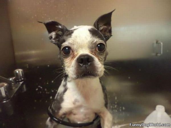 Puppy Bath Time