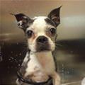 Puppy Bath Time