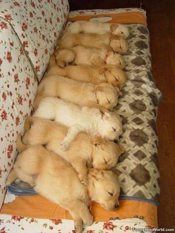 Puppy Couch