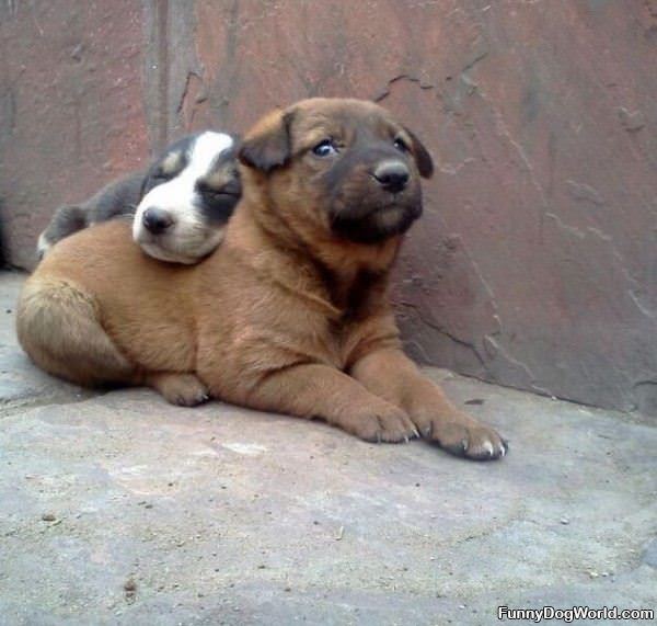 Puppy Head Rest