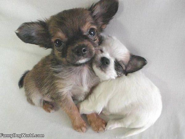 Puppy Hug
