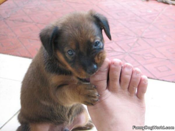 Puppy Nom Nom Nom