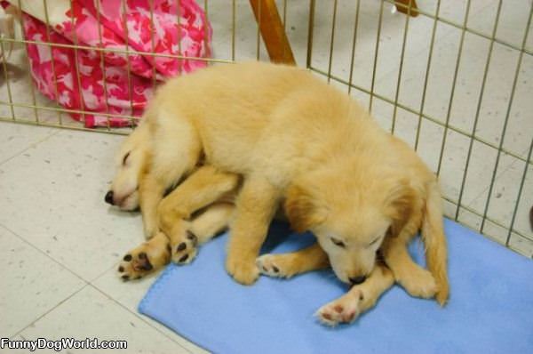 Puppy Pile