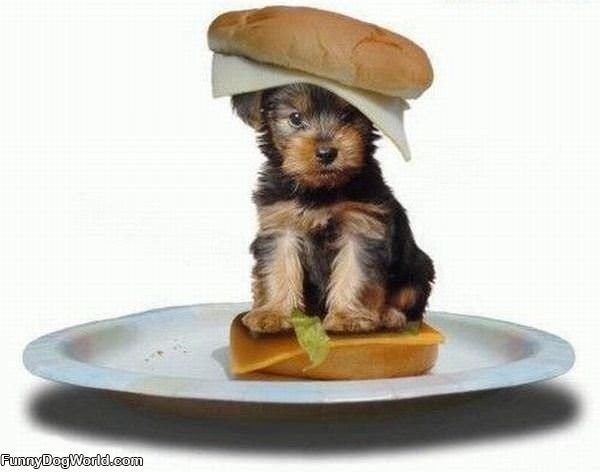 Puppy Sandwich