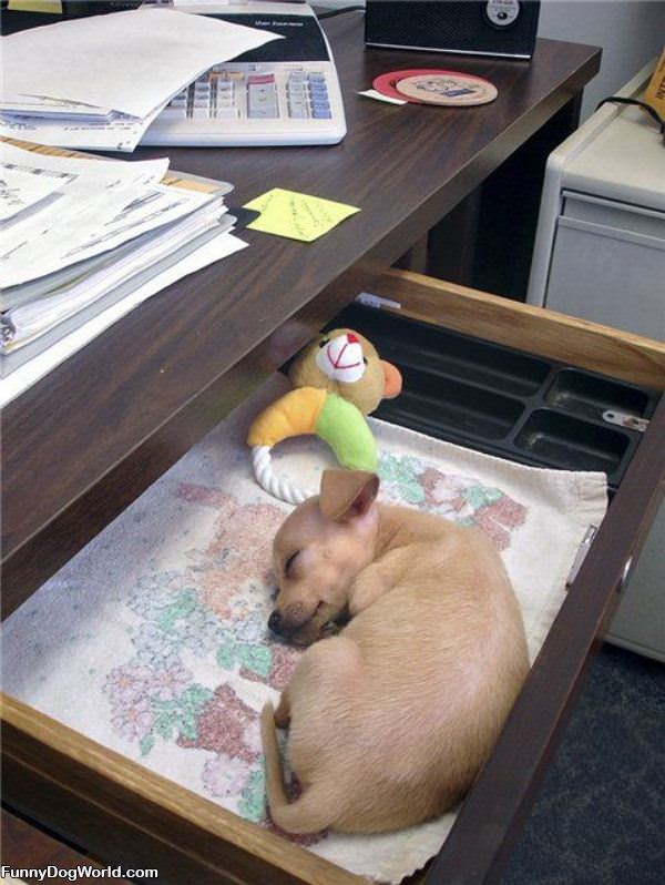 Puppy Shelf