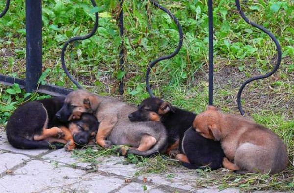 Puppy Sleeping Chain
